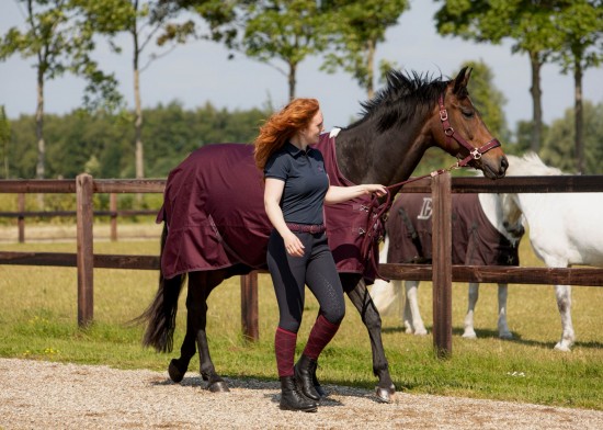 Harry's Horse Kousen Tanger Fig