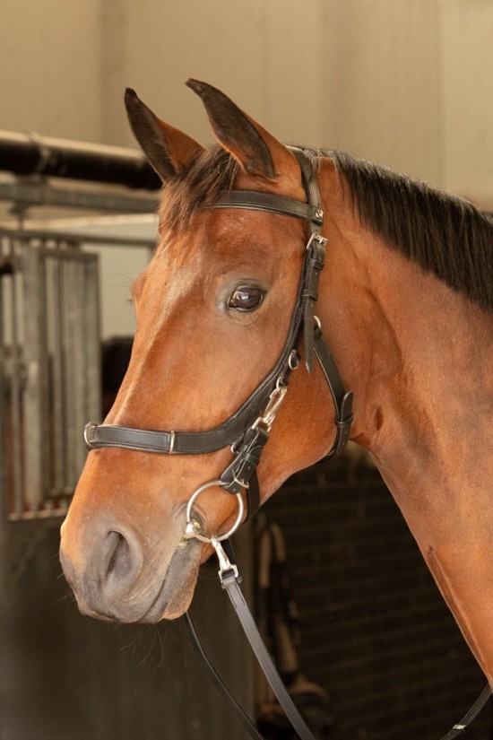 Harry's Horse Kaptoom hoofdstel Leder Anatomic