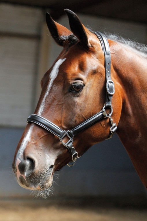 Harry's Horse Leren Halster met zilveren bies
