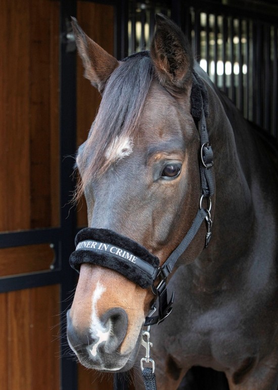 Harry's Horse Halster Lyrics Quotes Zwart