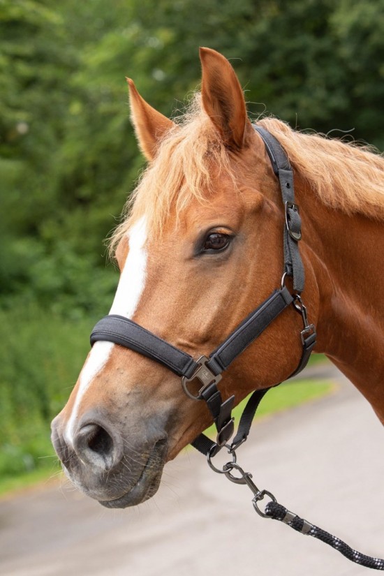Harry's Horse Halsterset Denici Cavalli Shadow