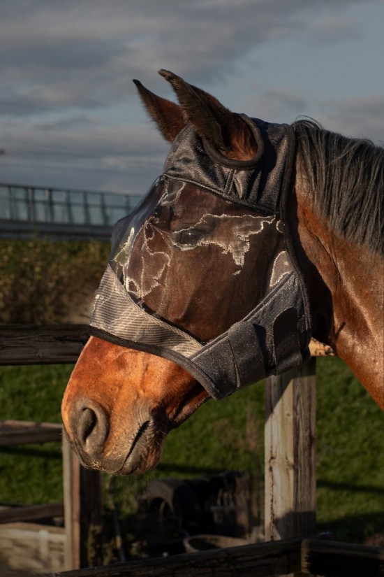 Harry's Horse Vliegenmasker Flyshield zonder oren