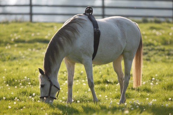 Anti Rolsingel Compleet