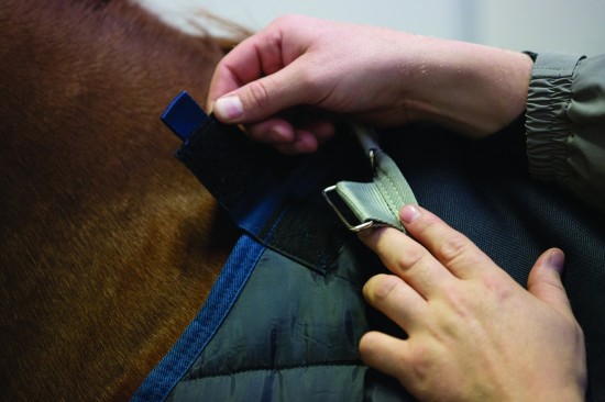 Horseware Liner 300 grams