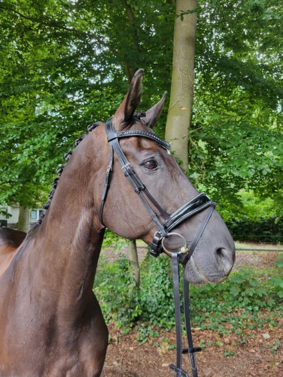 Passier Blu Spirit Hoofdstel Blinky Graphite