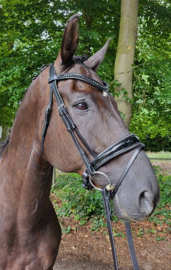 Passier Blu Spirit Hoofdstel Blinky Graphite