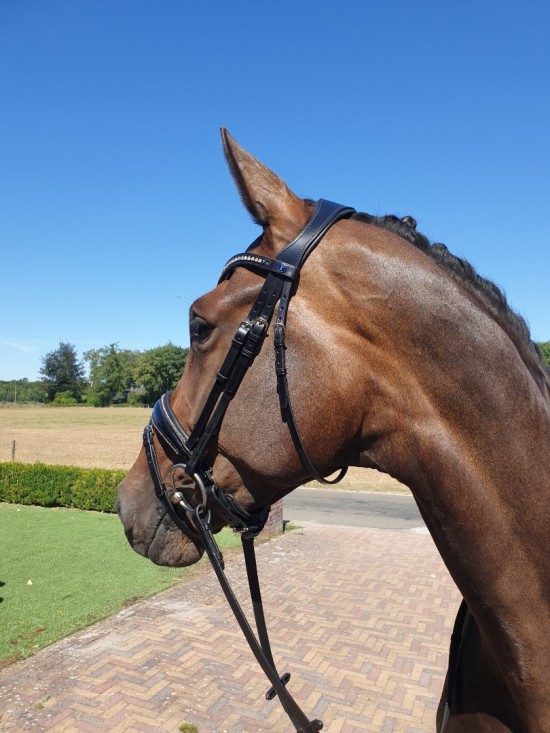 Passier Blu Spirit Hoofdstel Blinky