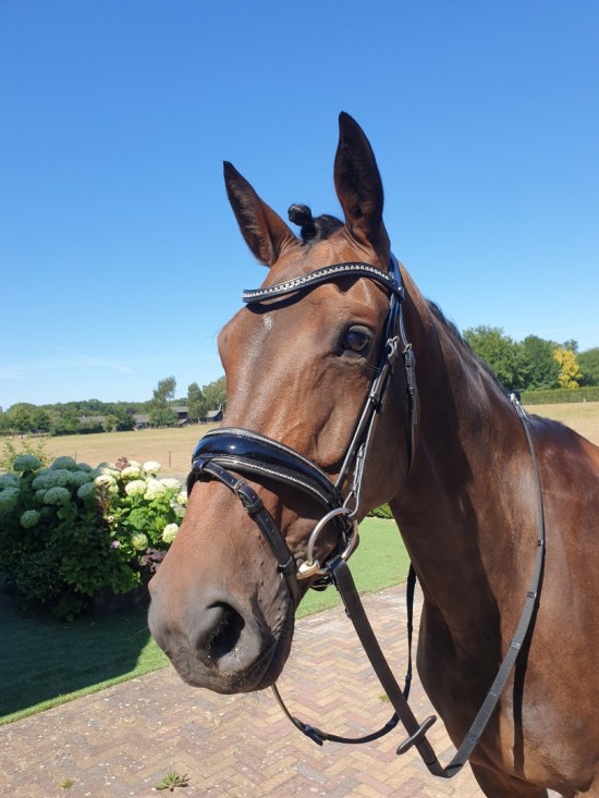 Passier Blu Spirit Hoofdstel Blinky