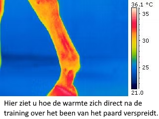 Hier ziet u hoe de warmte zich direct na de training over het been van het paard verspreidt.
