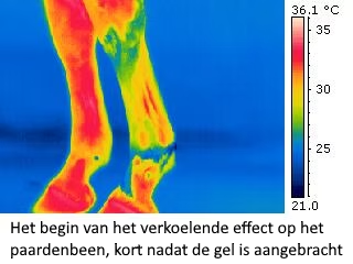 Het begin van het verkoelende effect op het paardenbeen, kort nadat de gel is toegepast.