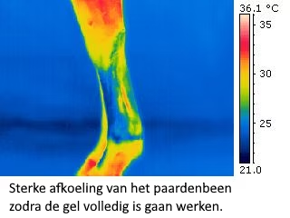 Sterke afkoeling van het paardenbeen zodra de gel volledig is gaan werken.