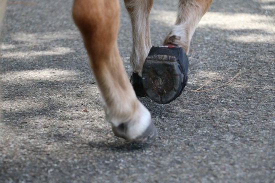 F.R.A. Cavallo Hoefschoenen CLB (Cute Little Boot)