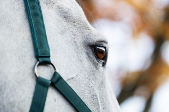 Horseware Amigo Halsterset Dynasty Green