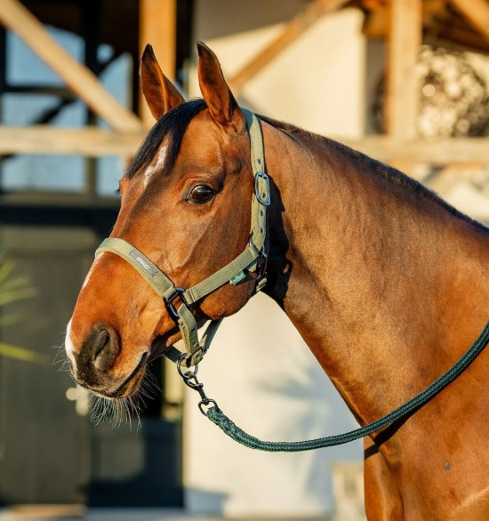 Amigo Halsterset Bramble