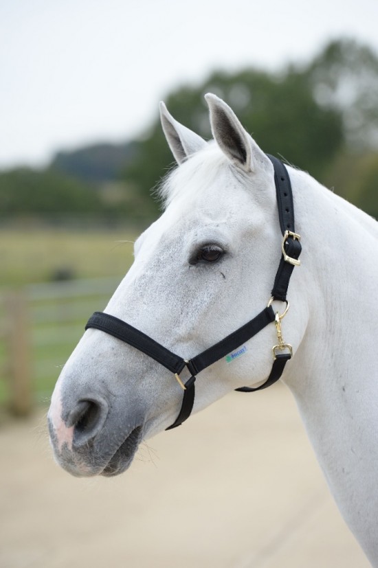 Bucas Halster Dublin Zwart