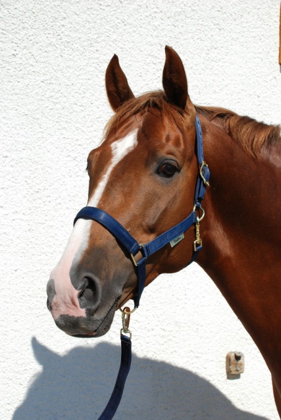 Bucas Halster Dublin Navy