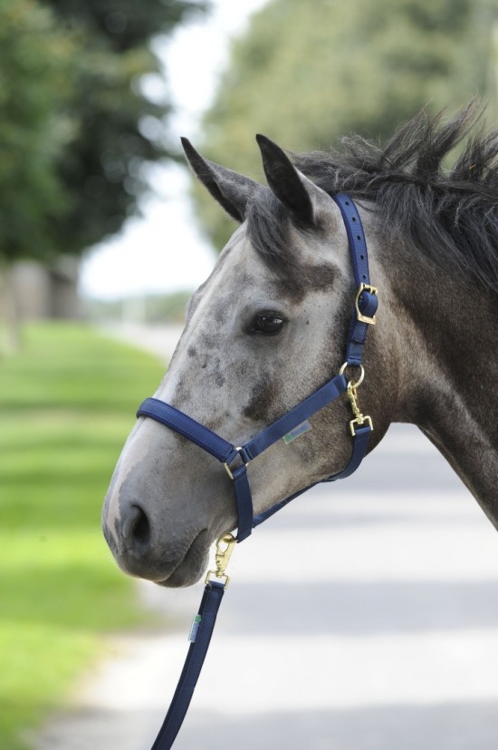 Bucas Halster Dublin Navy