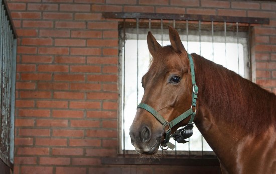 Birth Alarm Lite 2.0