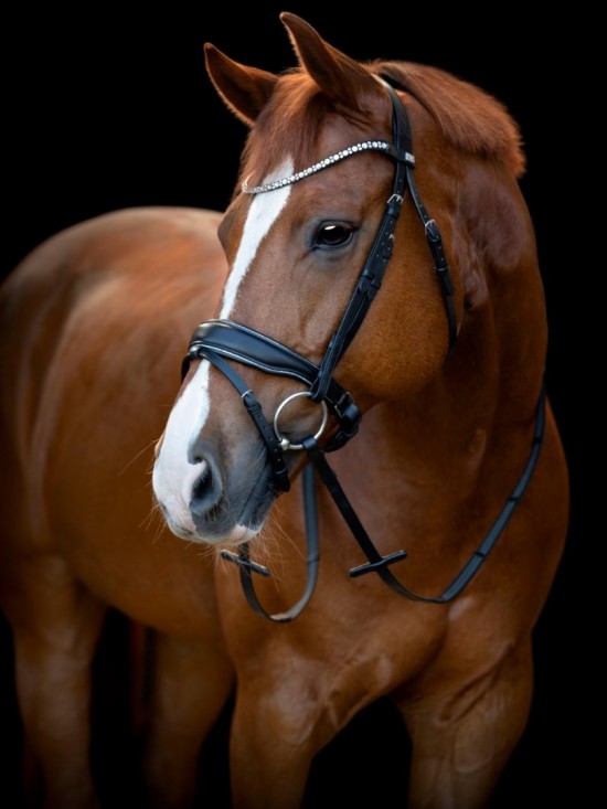 Horse Guard Cryll hoofdstel