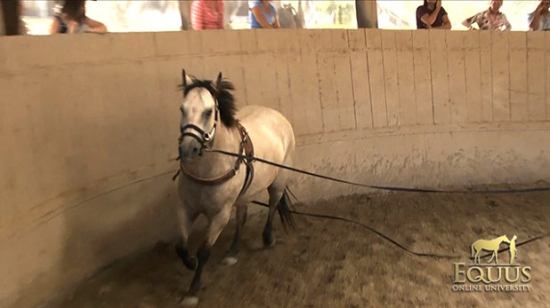 Monty Roberts Long Lines, dubbele longeerlijn