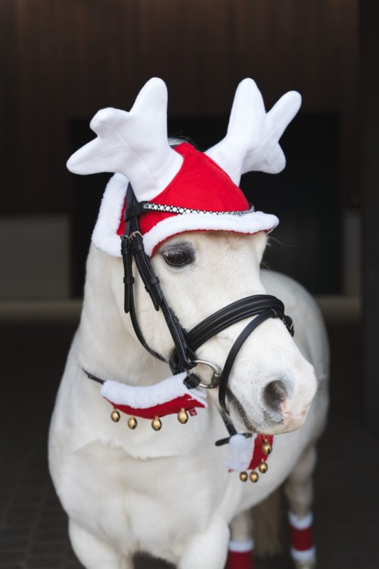 Horse Guard Kerst Oornetje