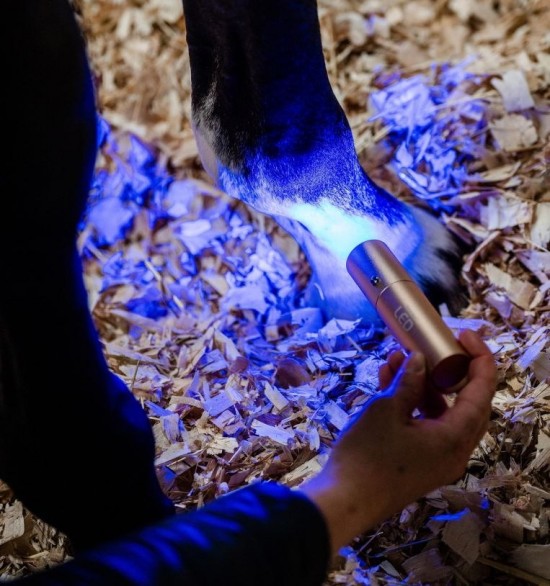 Horseware LED Red Light Therapy Lamp