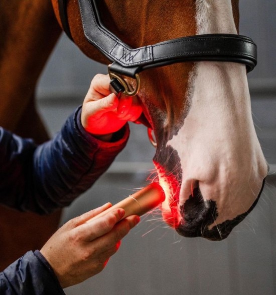 Horseware LED Red Light Therapy Lamp